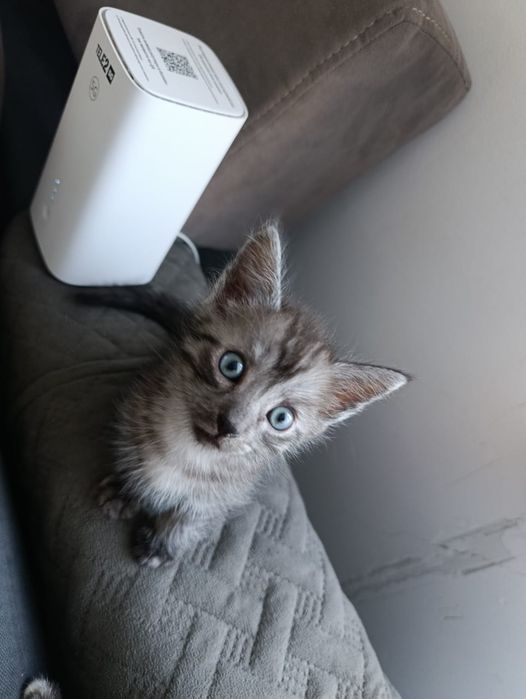 Отдам котят в добрые руки