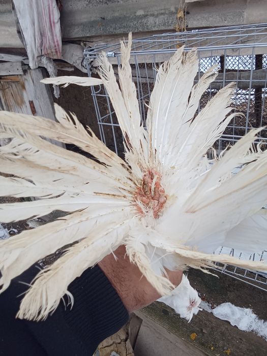 Продам голубей хороших