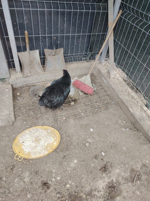 Vând famili Australorp negru și albastru. Găini puici