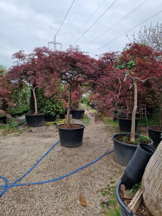 Artari japonezi  în stoc!