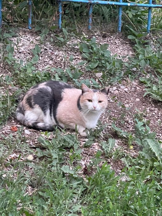Кот ищет хозяина