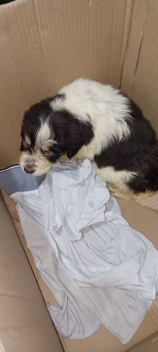 Шенки отдам даром