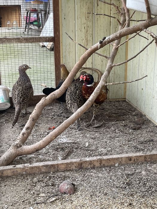 kavkaz fazanlari sotiladi