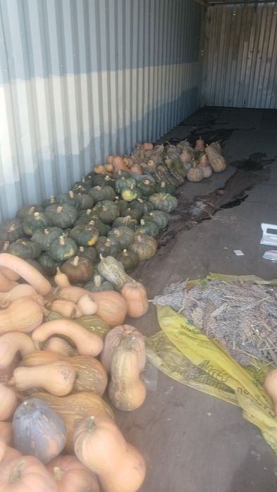 Продам тыква домашний