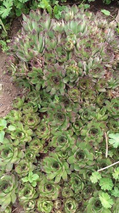 Sempervivum - urechelnita - suculente