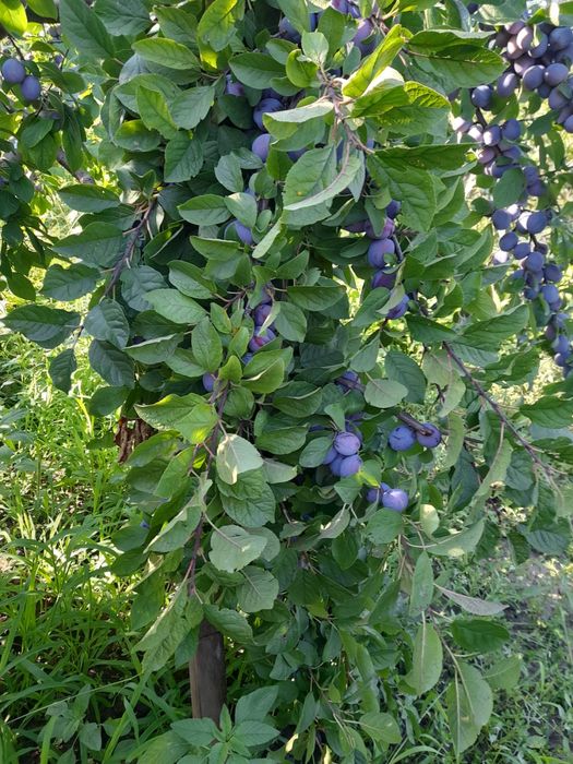 Vând prune, preț 8 lei/kg