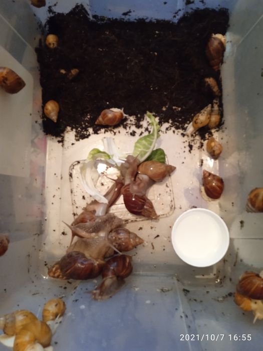 Улитки ахатина африканские