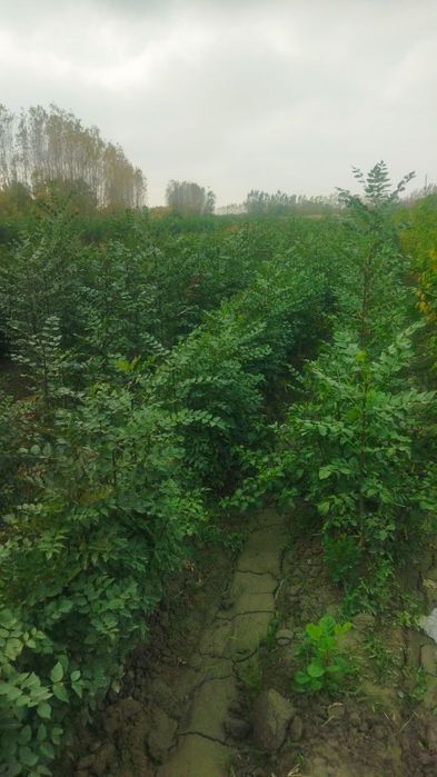 Чинор, Ясин, Клён манзарали дарахт кўчатлари