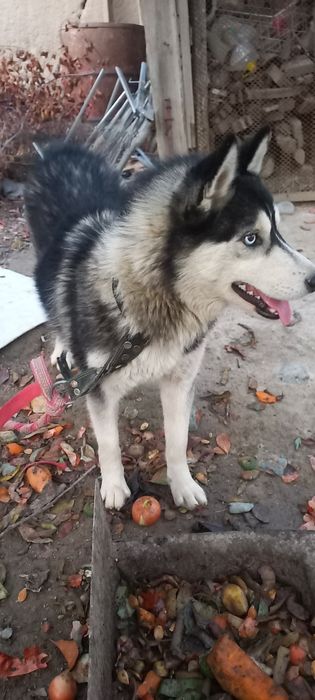 Хаски умный сабака