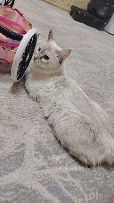 Продам котят хорошие породы