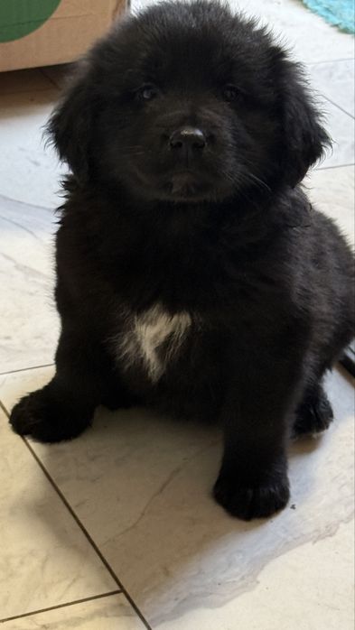 Ciobanesc romanesc corb