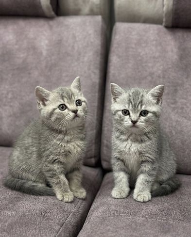 Шотландкие котята