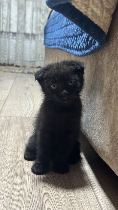 Отдам шотладских котят