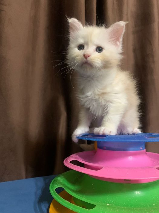 Кремовый мальчик мейнкун (с родословной)