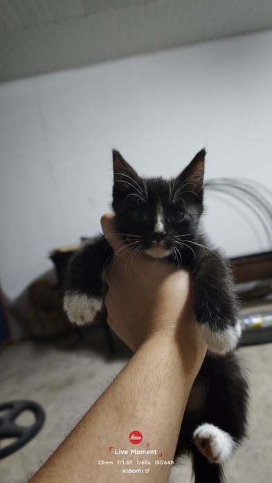 Котята бесплатно