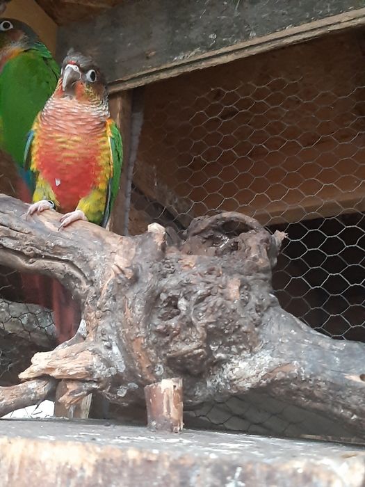 Продавам папагали