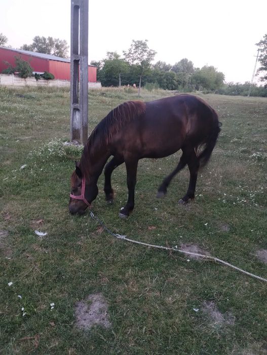 Cai de vânzare în sat Cutina
