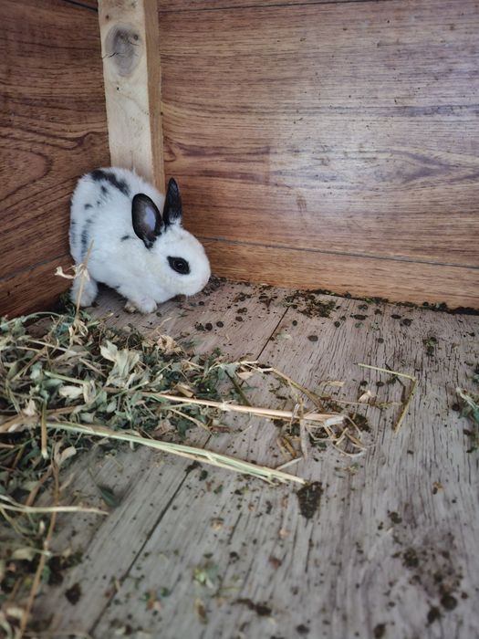 Iepurași drăgălași