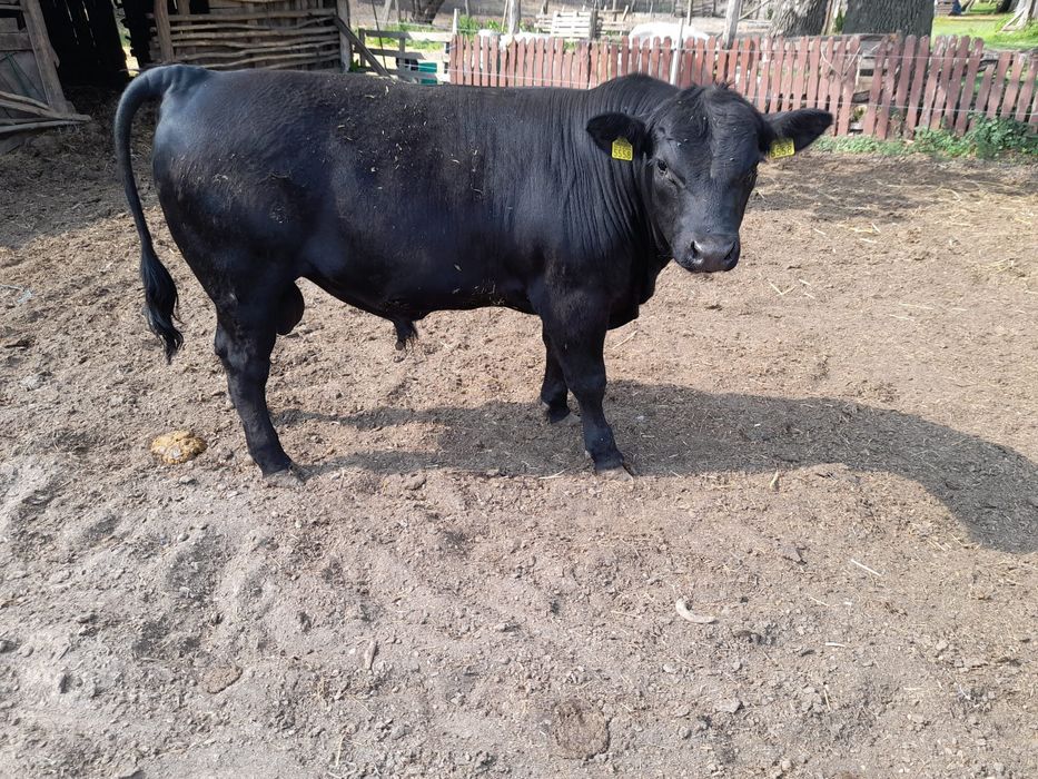 Taurasi angus 12 luni