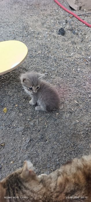 отдам котят  бесплатно