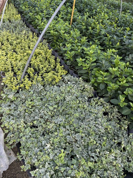 Laur englezesc, Photinia, Lonicera, Euonymus