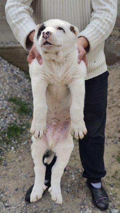 Щенки / күшік Алабай (САО]