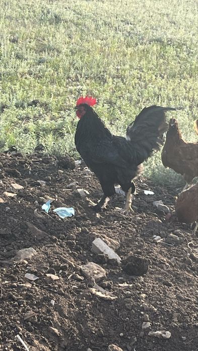 Продам петуха , әтеш сатамын