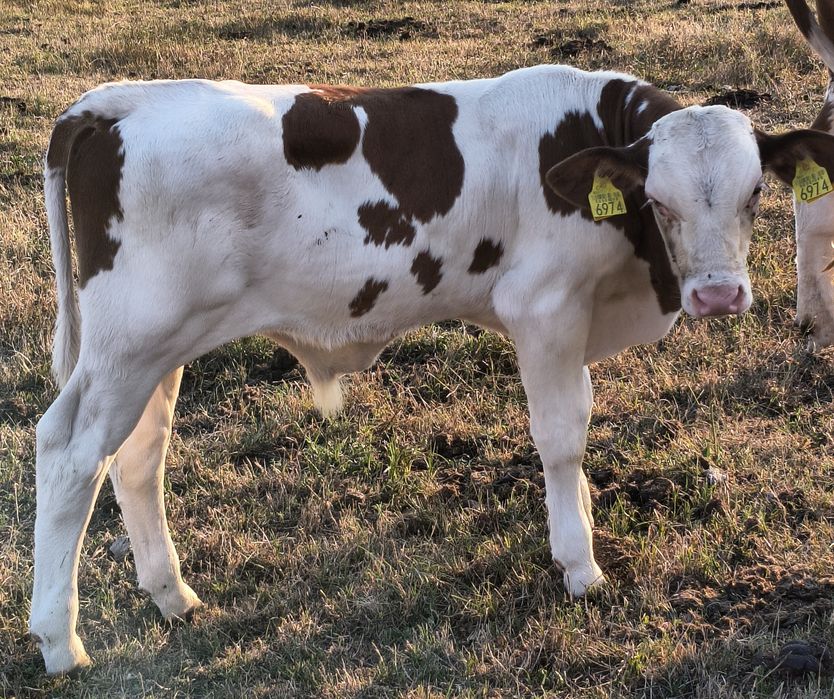 Vând vițel, gras, încă suge la vacă!!!