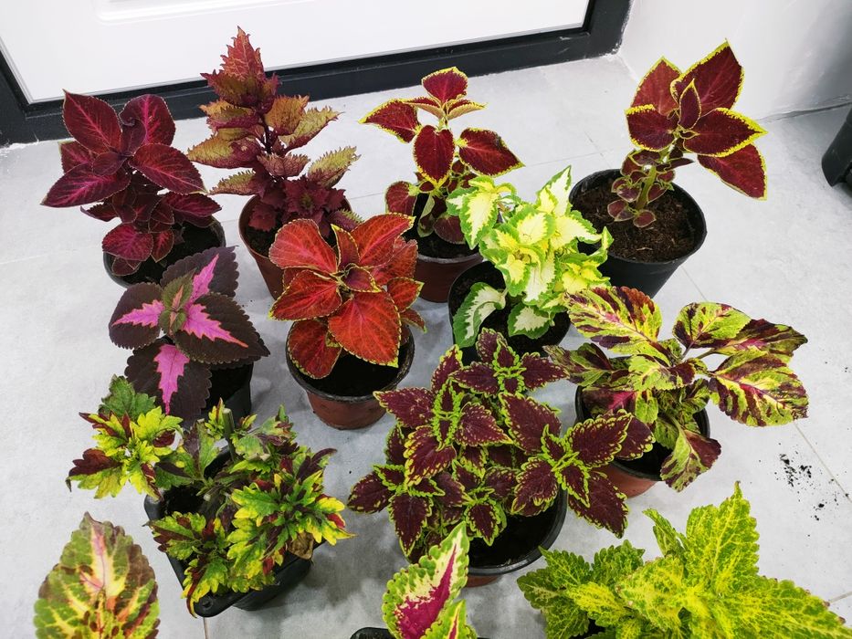 Сортовые колеусы. Доставка