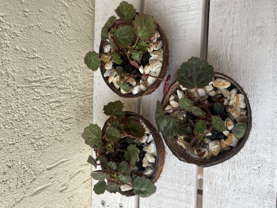 Strawberry Begonia (Saxifraga stolonifera)