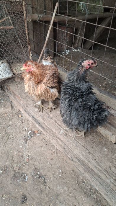 Damashni Tovuqlar Sotiladi