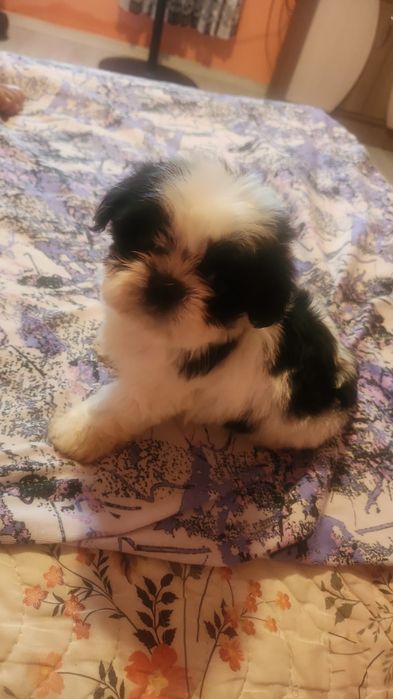 Puiuți shihtzu toy