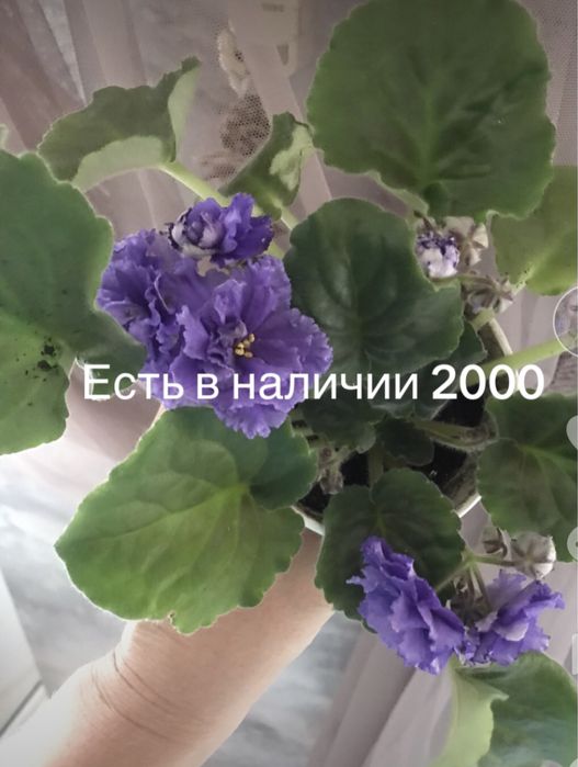 Продам фиалки цветущие