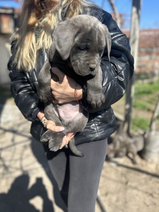 Продавам Кане Корсо на два месеца с ваксини и паспорти