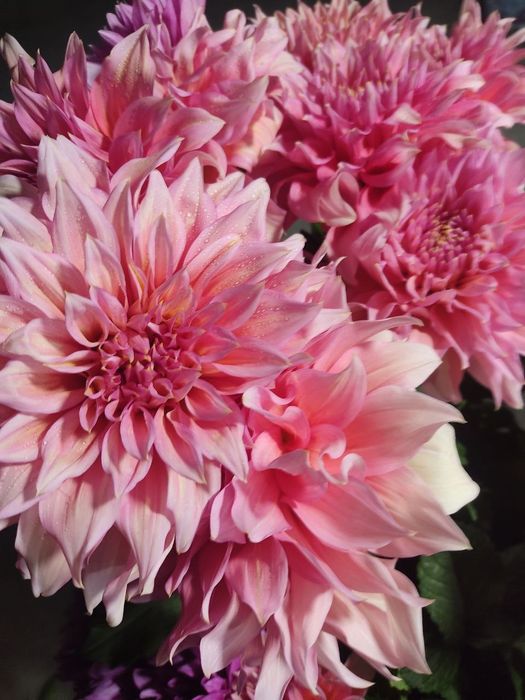 Георгин картошкаси бор сотилади срочна