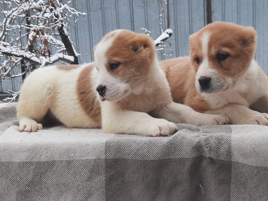 Породные щенки САО Алабай