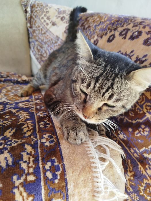 Отдам кастрированного котика