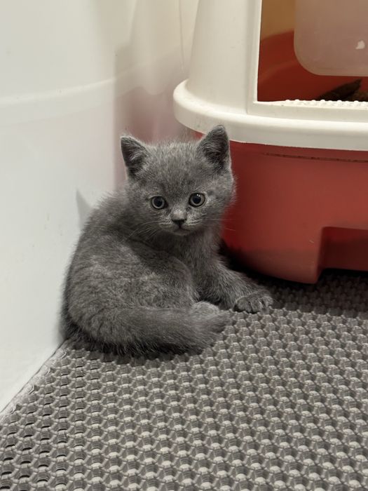 Новогодние скидки Скоттиш страйт