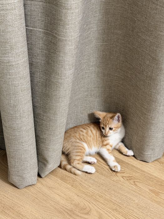 Ищу дом для котёнка