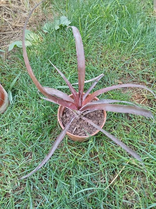 Криптбергия (Cryptbergia) — 15 см