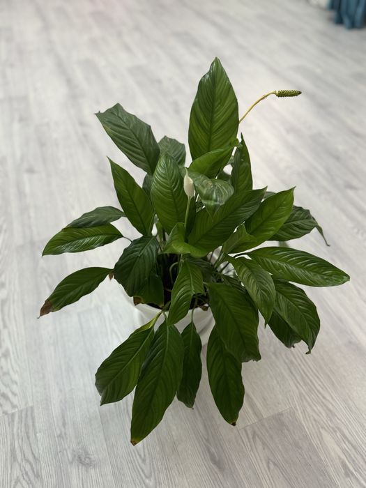 Женский счастье  2 фото