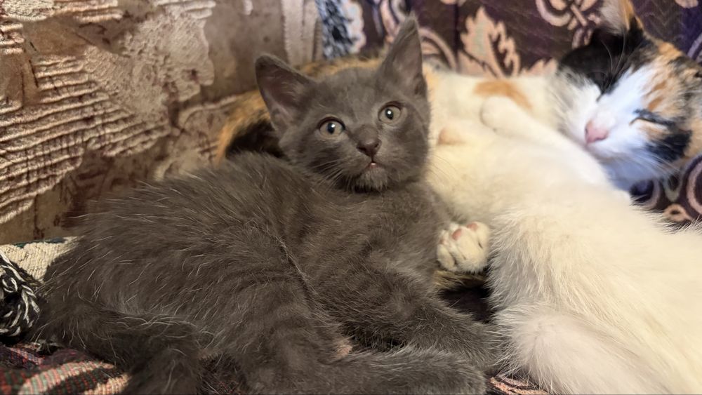 отдам котят в добрые руки