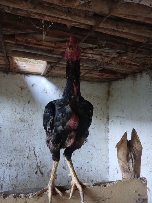 Сатылады дакан парымен