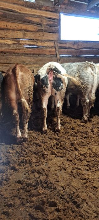 Vând  viței 22 de bucăti