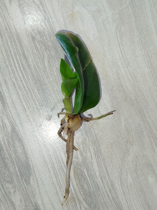 Zamiakulkas Zenzi detkasi