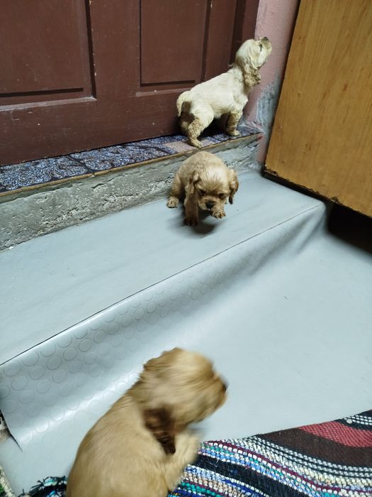 Продавам 2 кученца кокер шпаньол