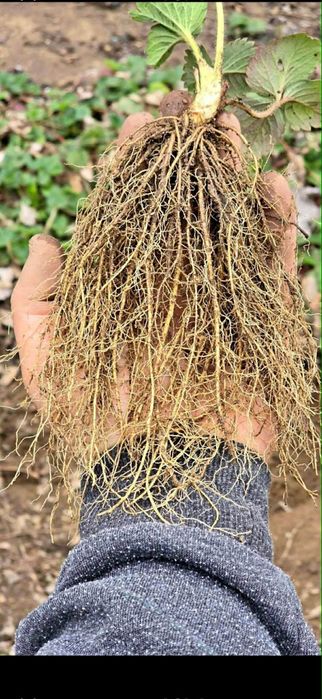 Предлагам страхотен расад ягоди и малини