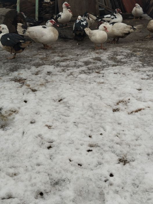 Vând  rățoi și Gâscăn