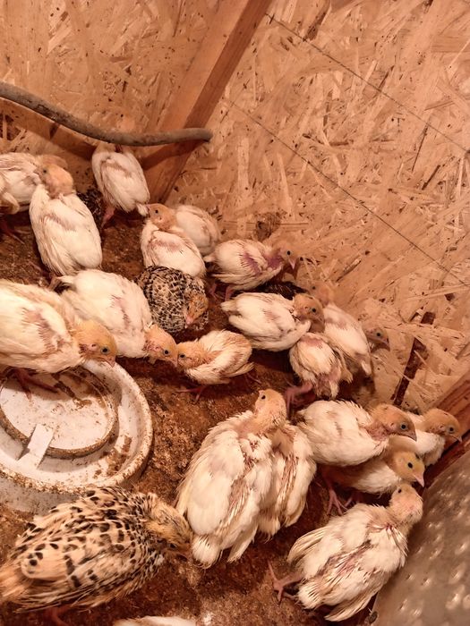 Жасырын камера азиялық порно массаж