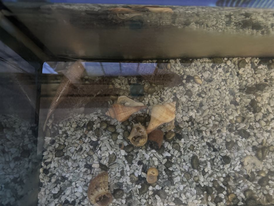 Аквариум балықтрымен